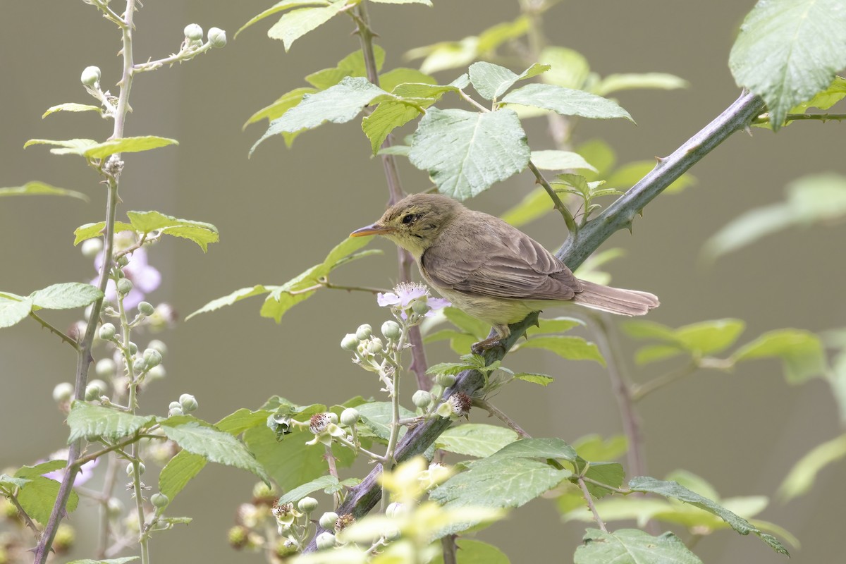 Melodious Warbler - ML620986214