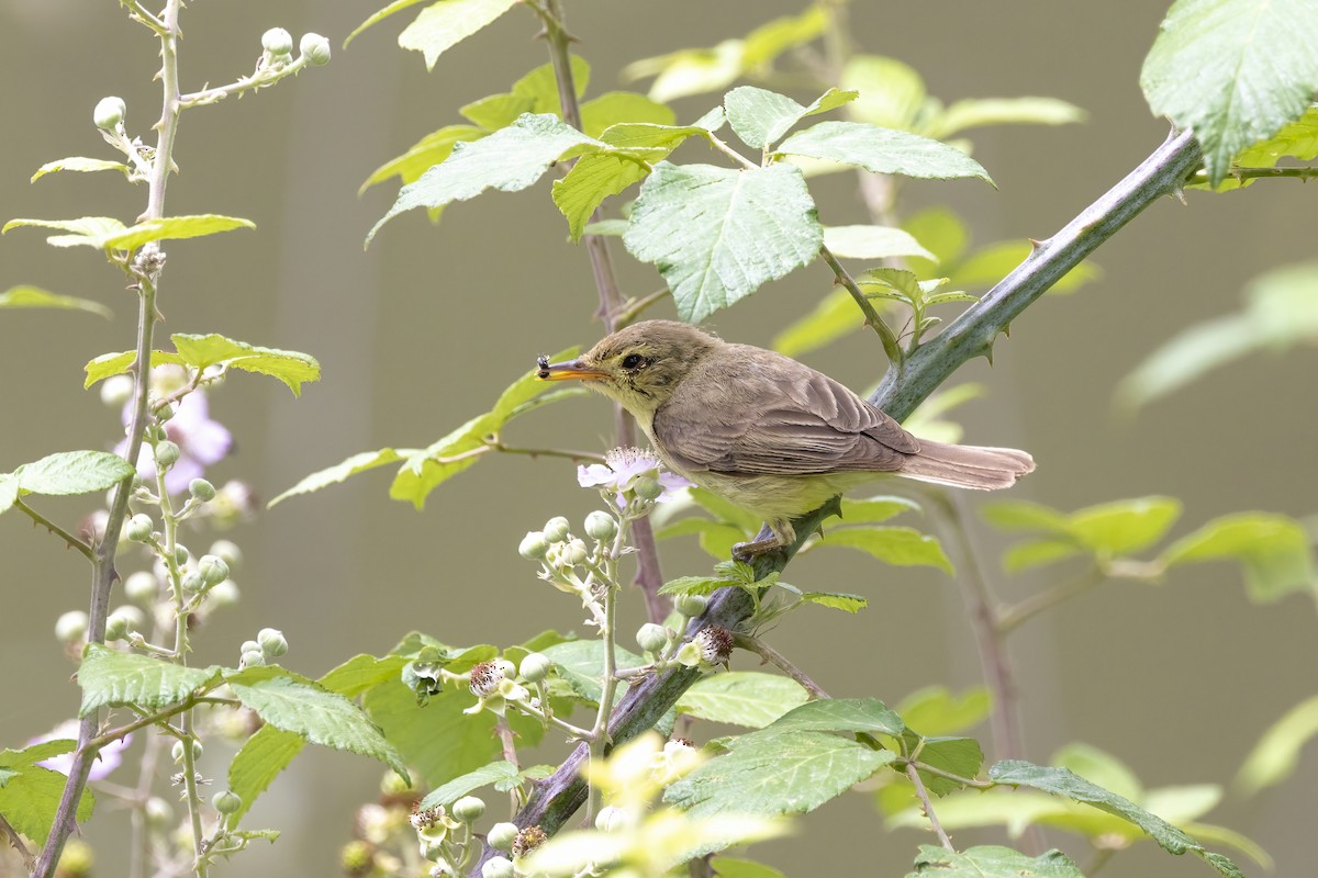 Melodious Warbler - ML620986215