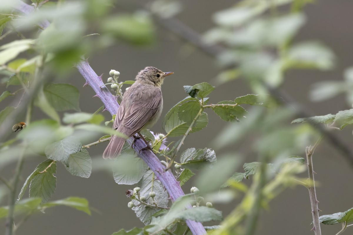 Melodious Warbler - ML620986216