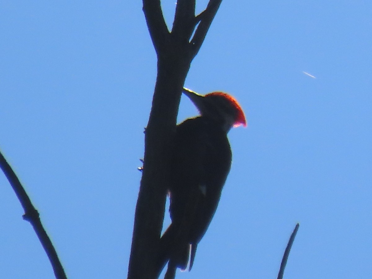 Pileated Woodpecker - ML620986242
