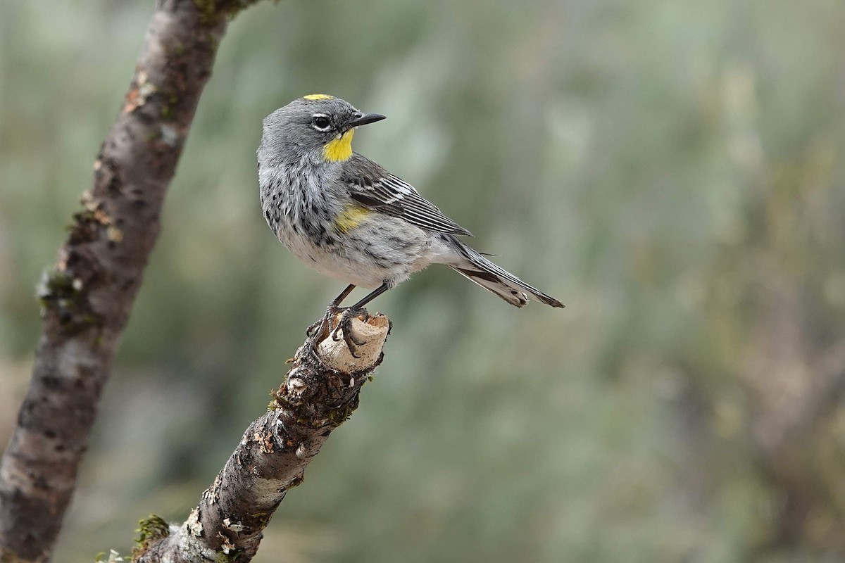 Yellow-rumped Warbler (Audubon's) - ML620986251