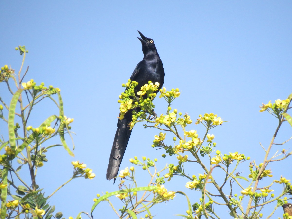 Great-tailed Grackle - ML620986254
