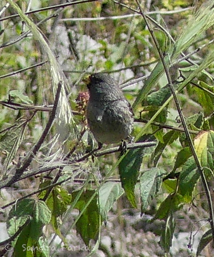 Band-tailed Seedeater - ML620986266