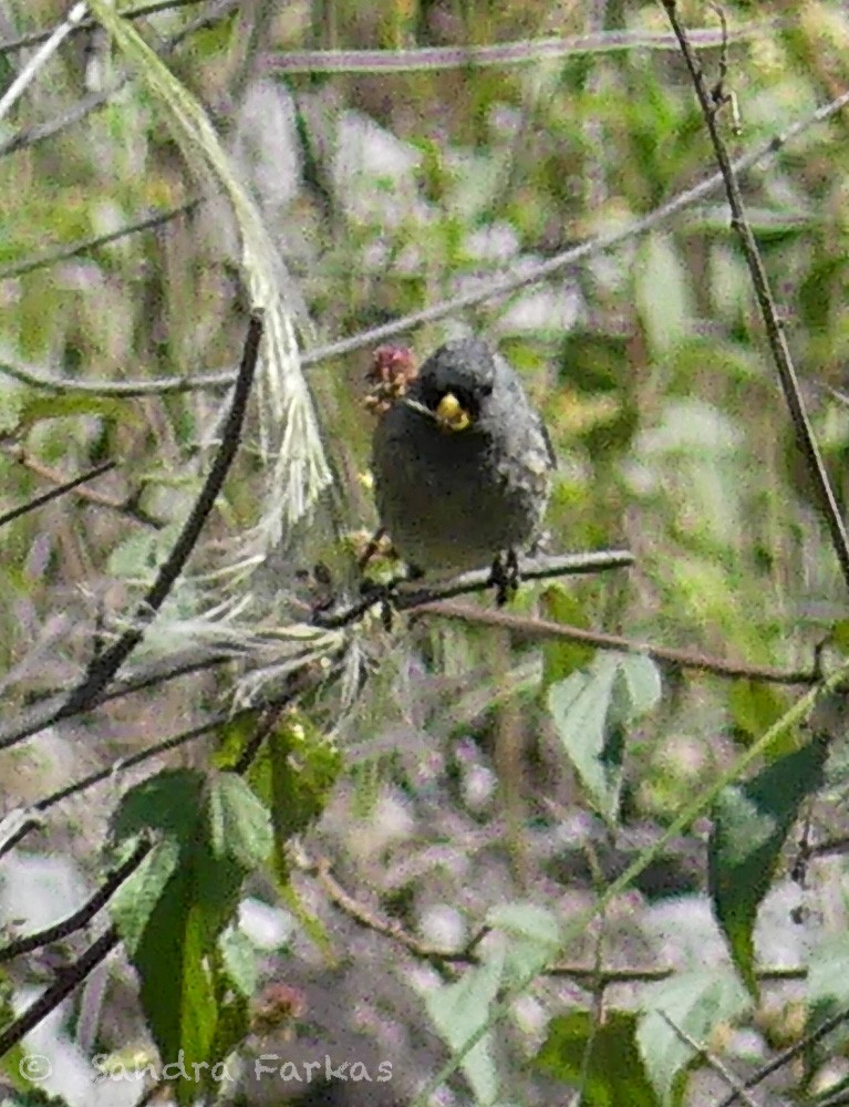 Band-tailed Seedeater - ML620986267