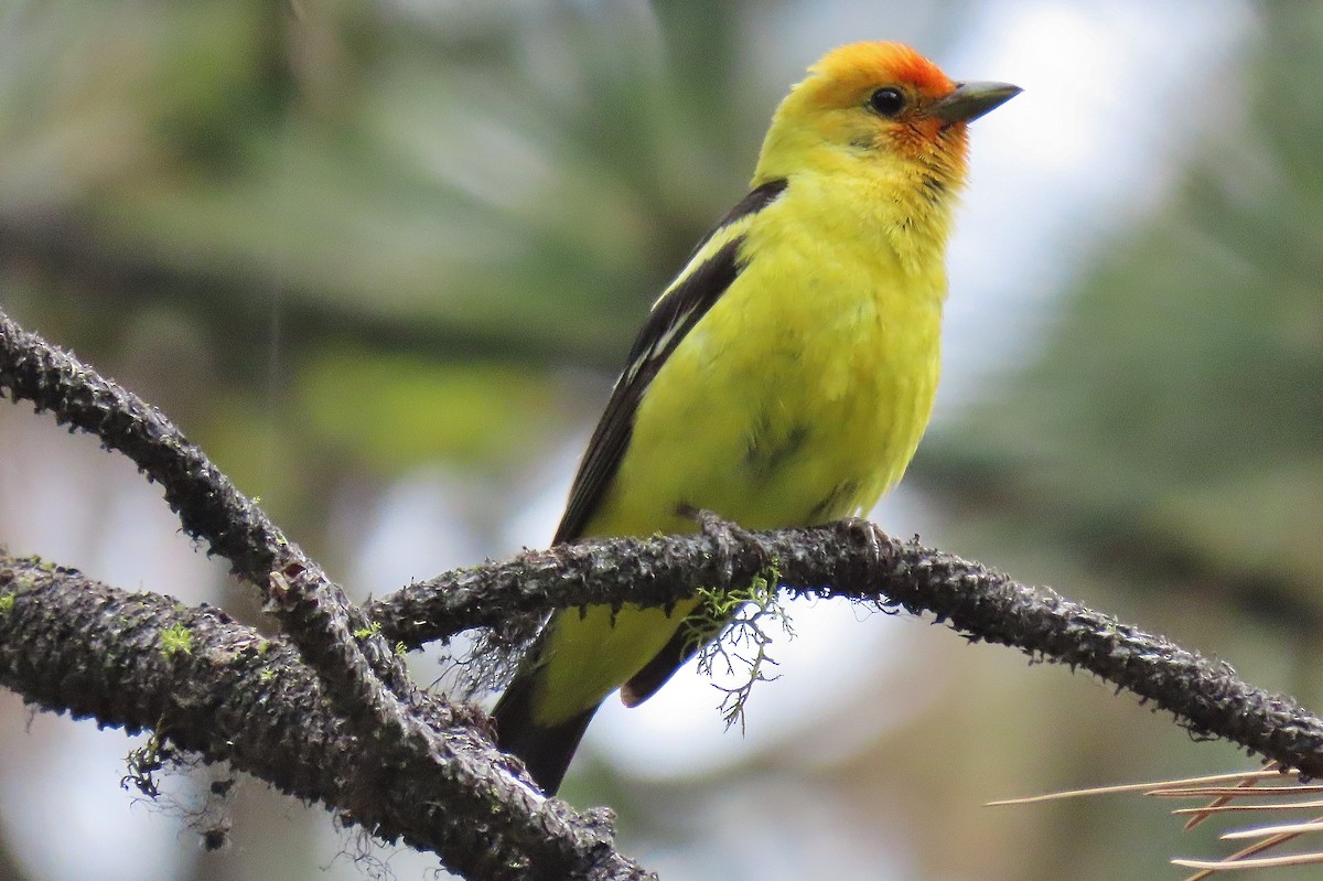 Western Tanager - ML620986273