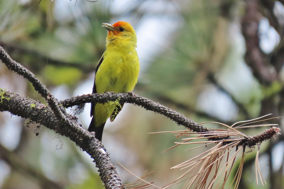 Western Tanager - ML620986274