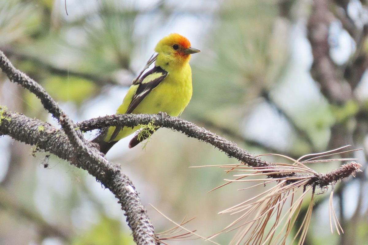 Western Tanager - ML620986275