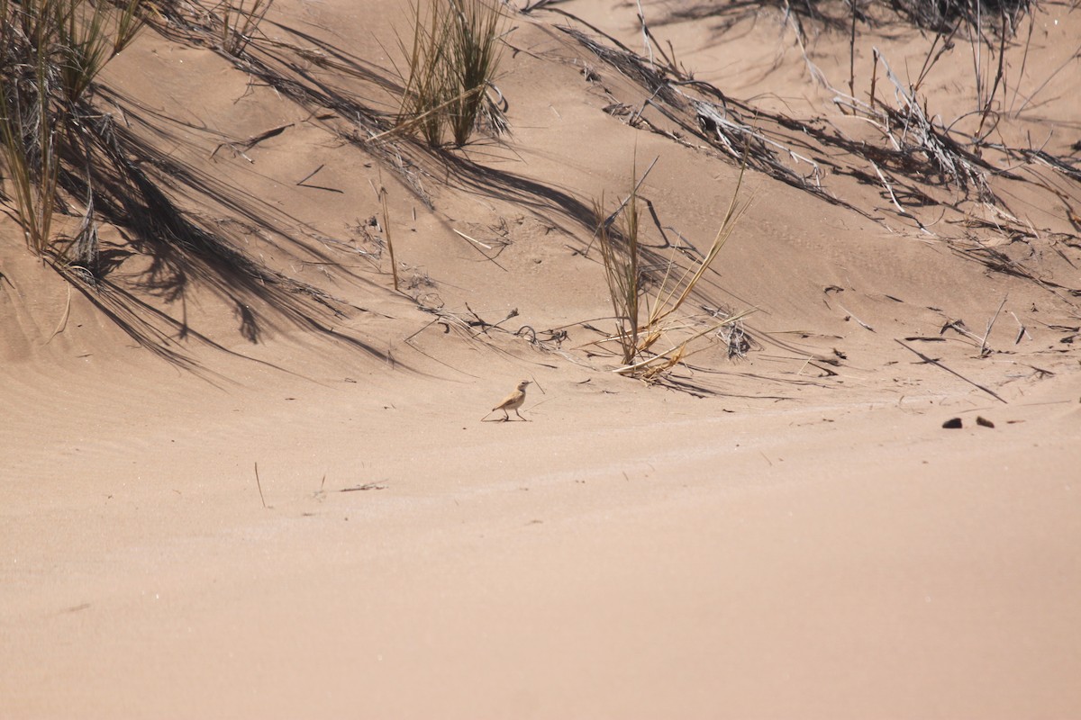 Dune Lark (Dune) - ML620986295