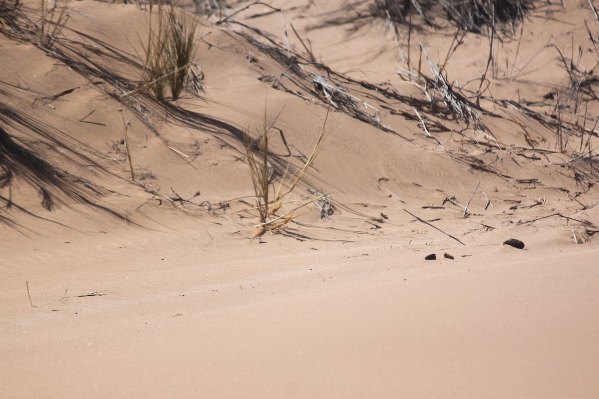 Dune Lark (Dune) - ML620986297