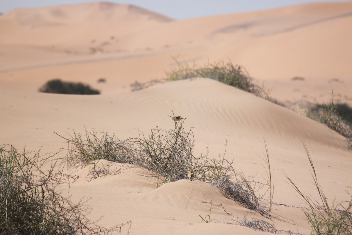 Dune Lark (Dune) - ML620986298