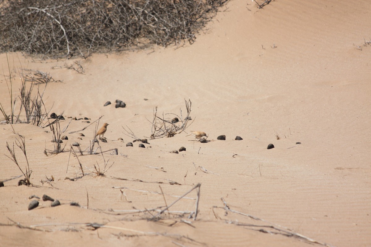 Dune Lark (Dune) - ML620986299