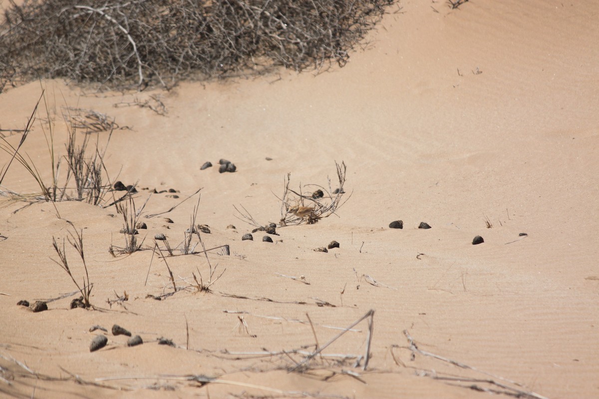 Dune Lark (Dune) - ML620986303