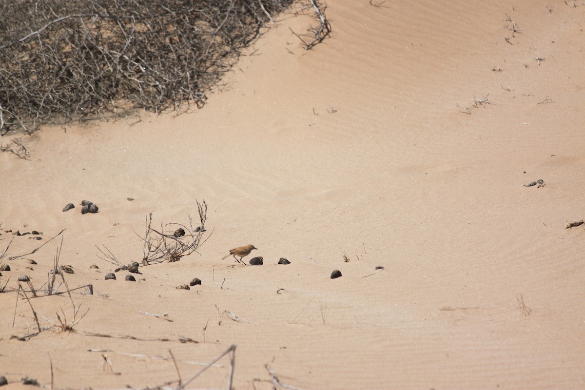 Dune Lark (Dune) - ML620986304
