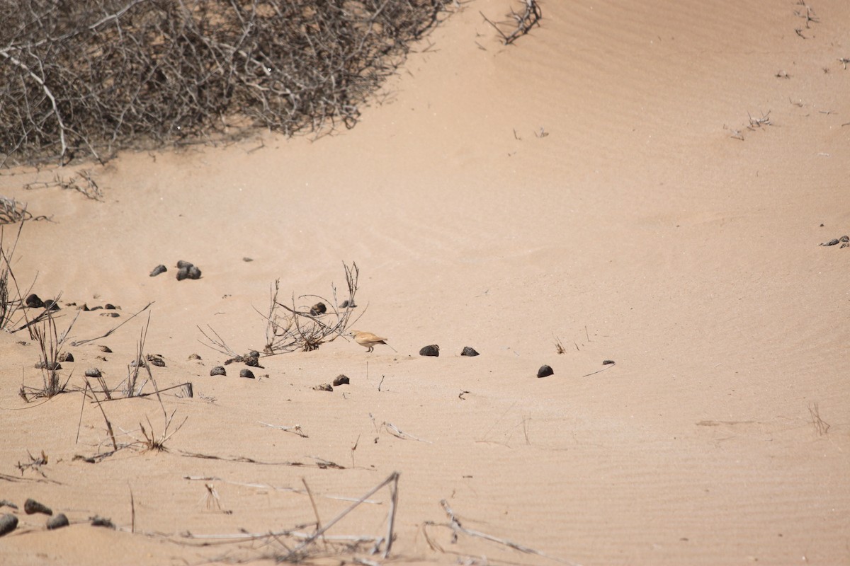 Dune Lark (Dune) - ML620986306