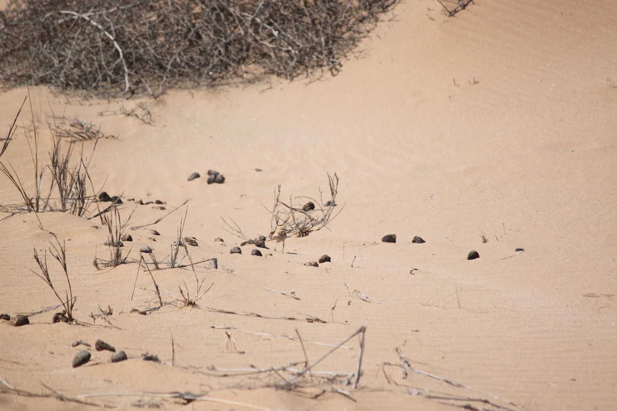 Dune Lark (Dune) - ML620986307