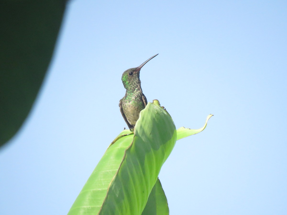 Rufous-tailed Hummingbird - ML620986332