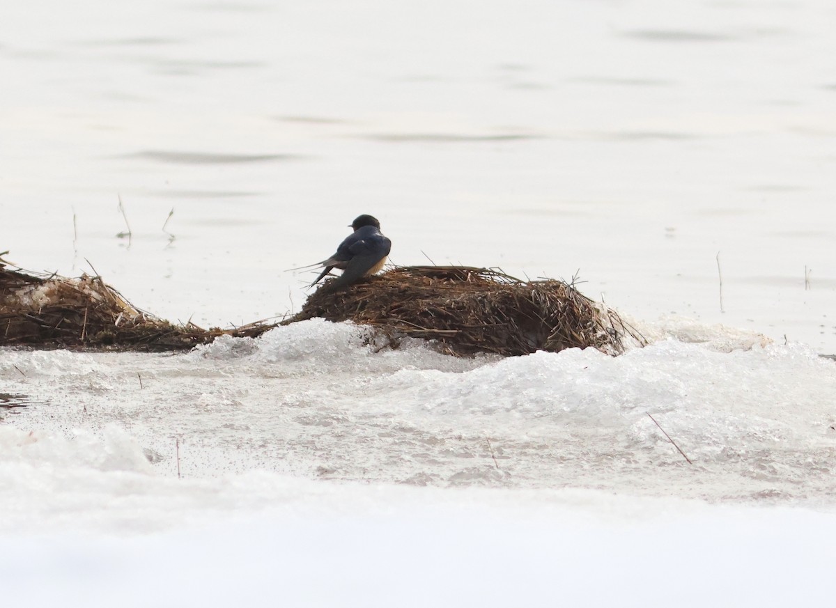 Barn Swallow - ML620986360