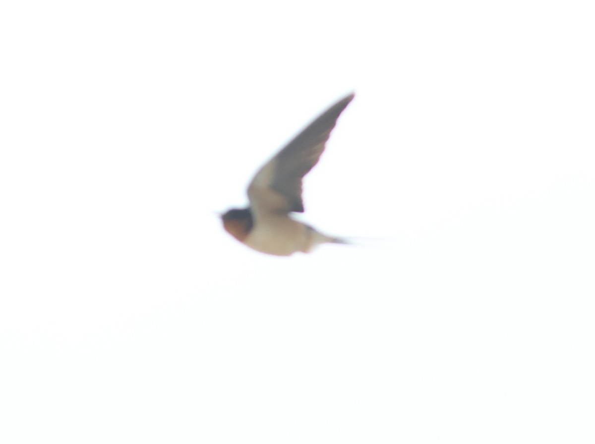 Barn Swallow - ML620986364