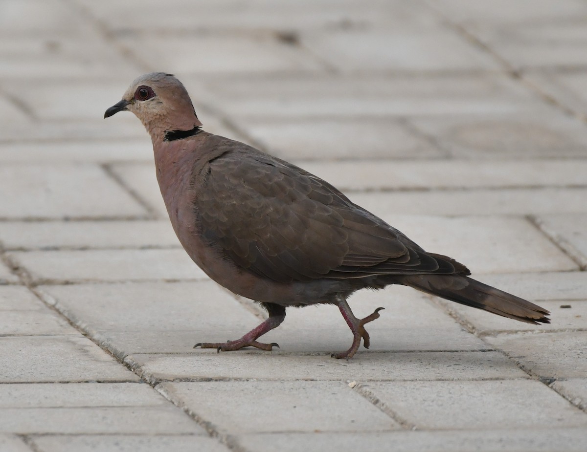 Red-eyed Dove - ML620986370