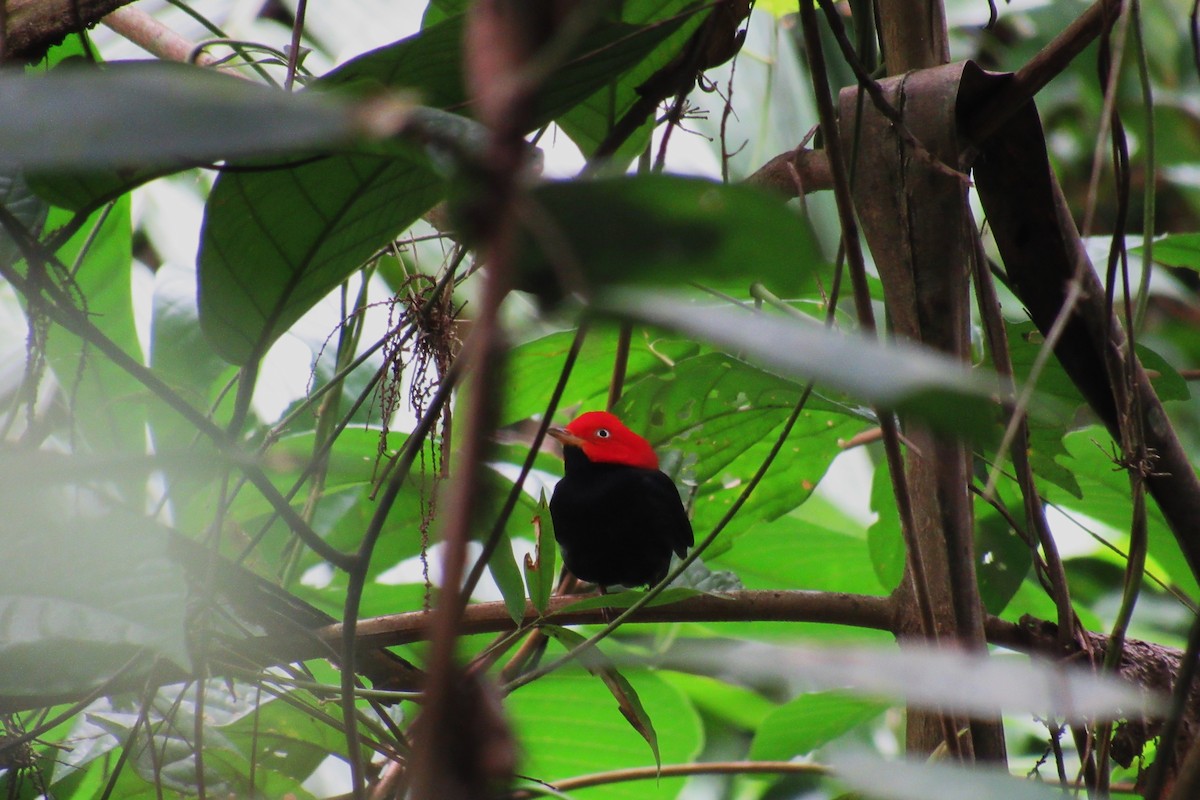 Red-capped Manakin - ML620986373