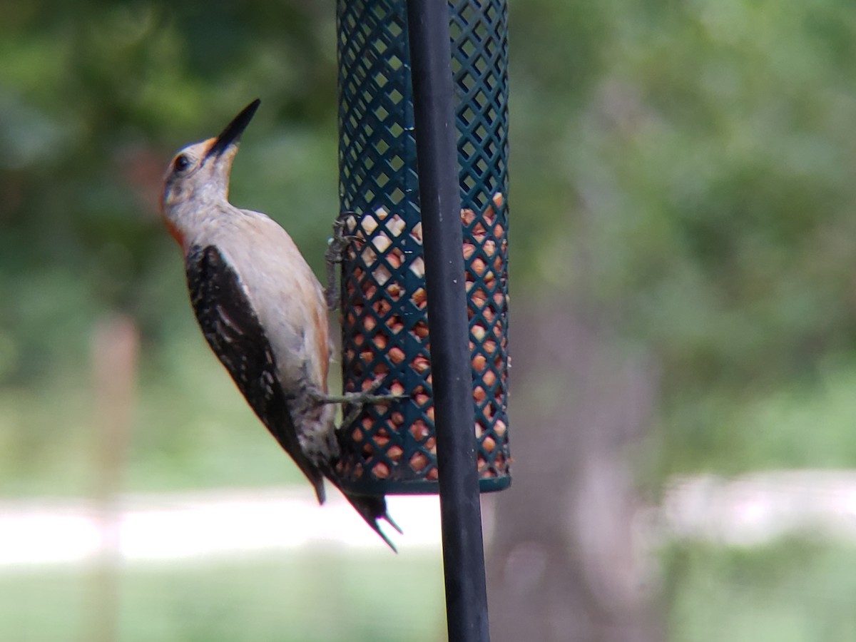 Red-bellied Woodpecker - ML620986377