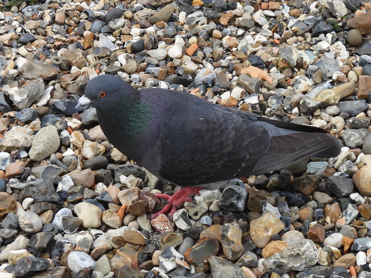 Rock Pigeon (Feral Pigeon) - ML620986378