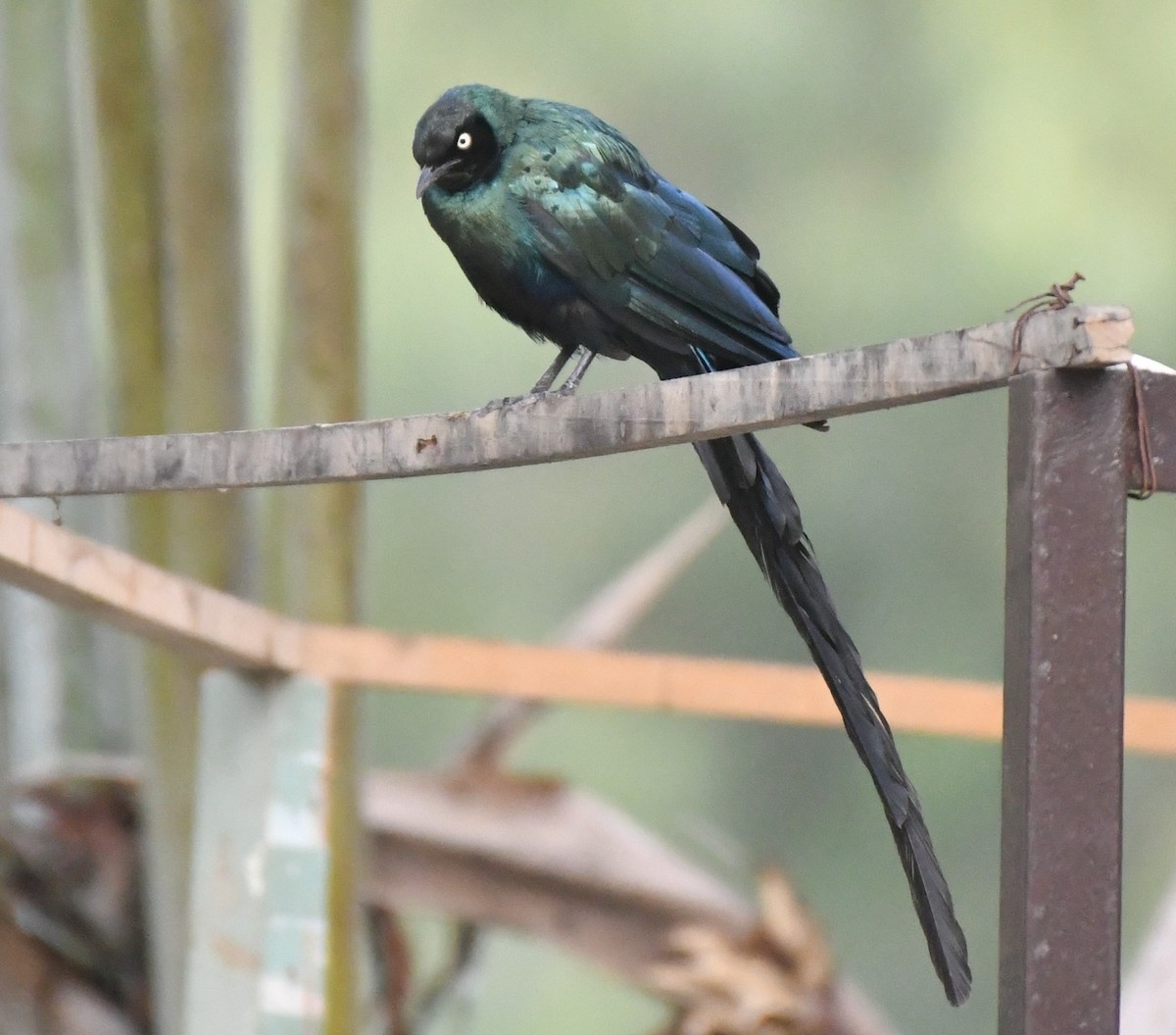 Long-tailed Glossy Starling - ML620986393