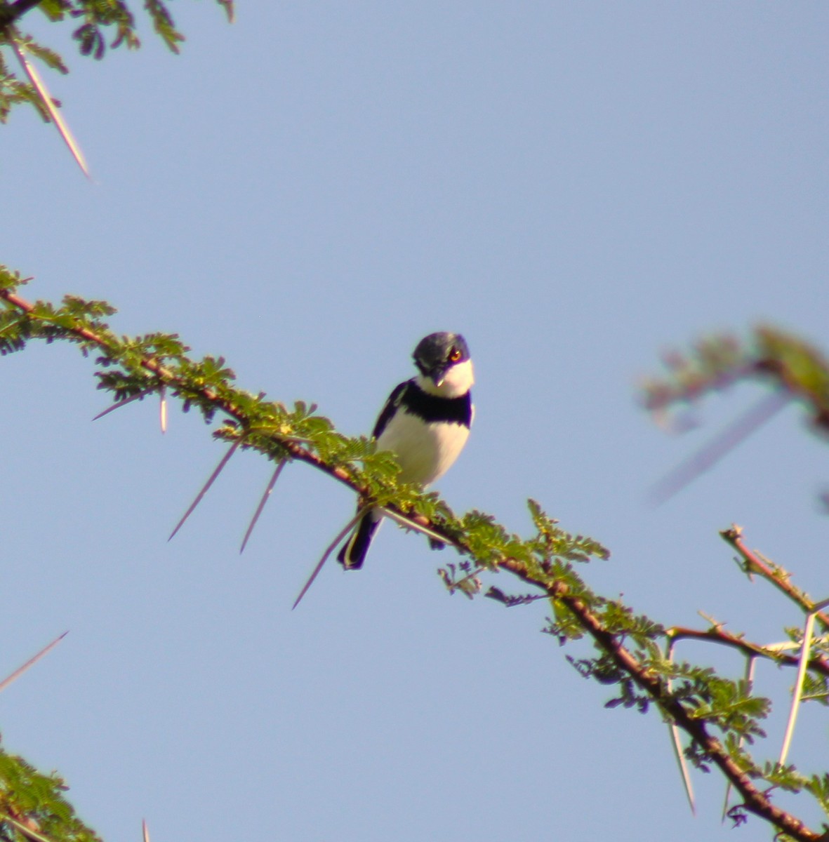 Northern Puffback - ML620986395