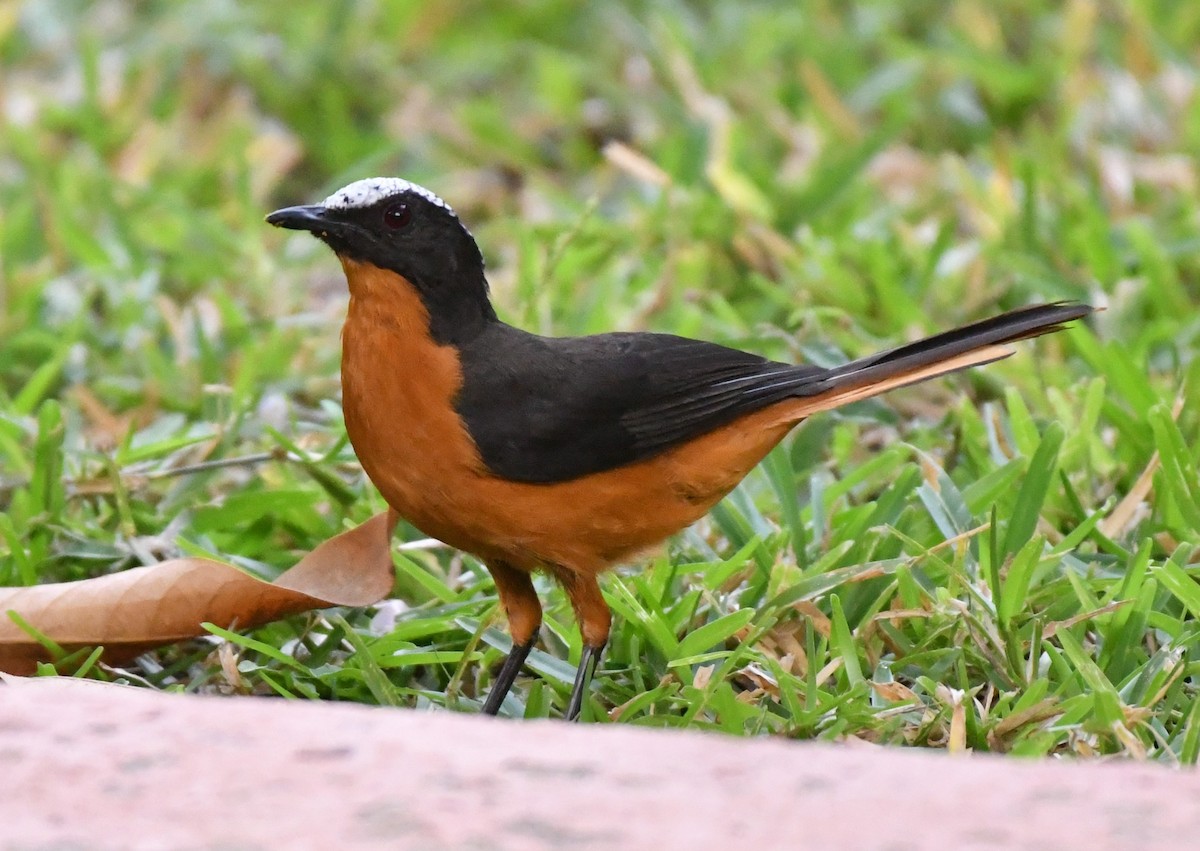 White-crowned Robin-Chat - ML620986402