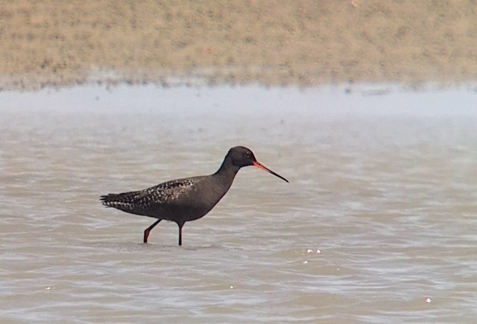 Spotted Redshank - ML620986418