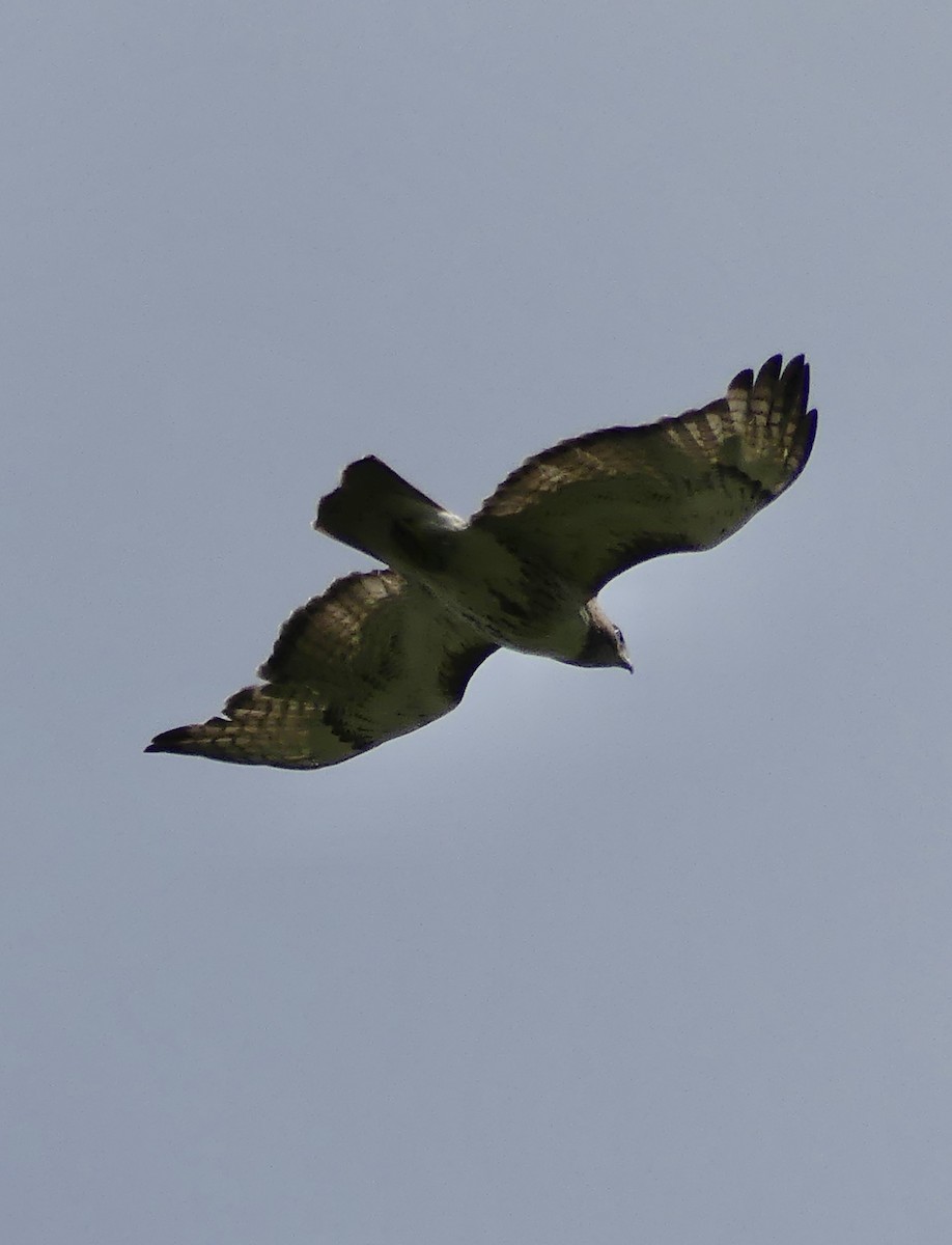 Red-tailed Hawk - ML620986435