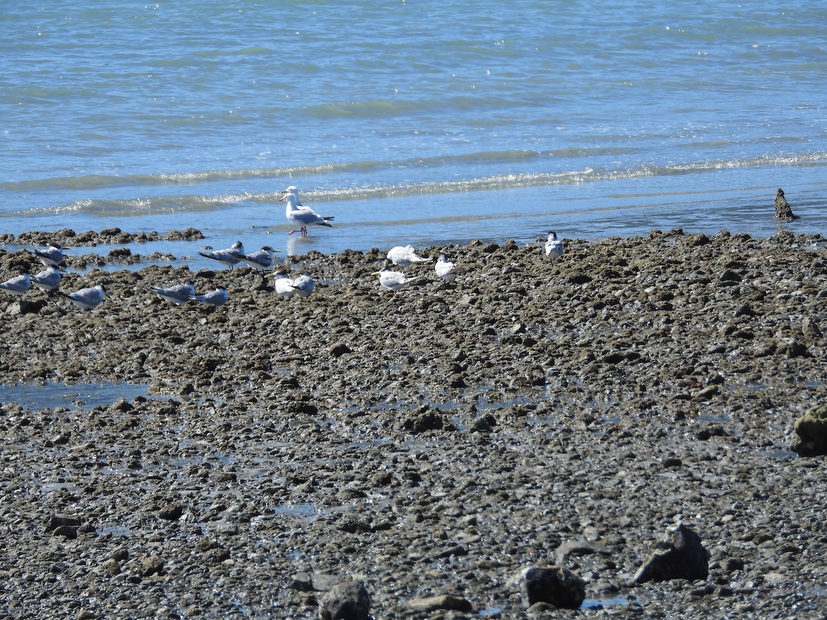 Great Crested Tern - ML620986456