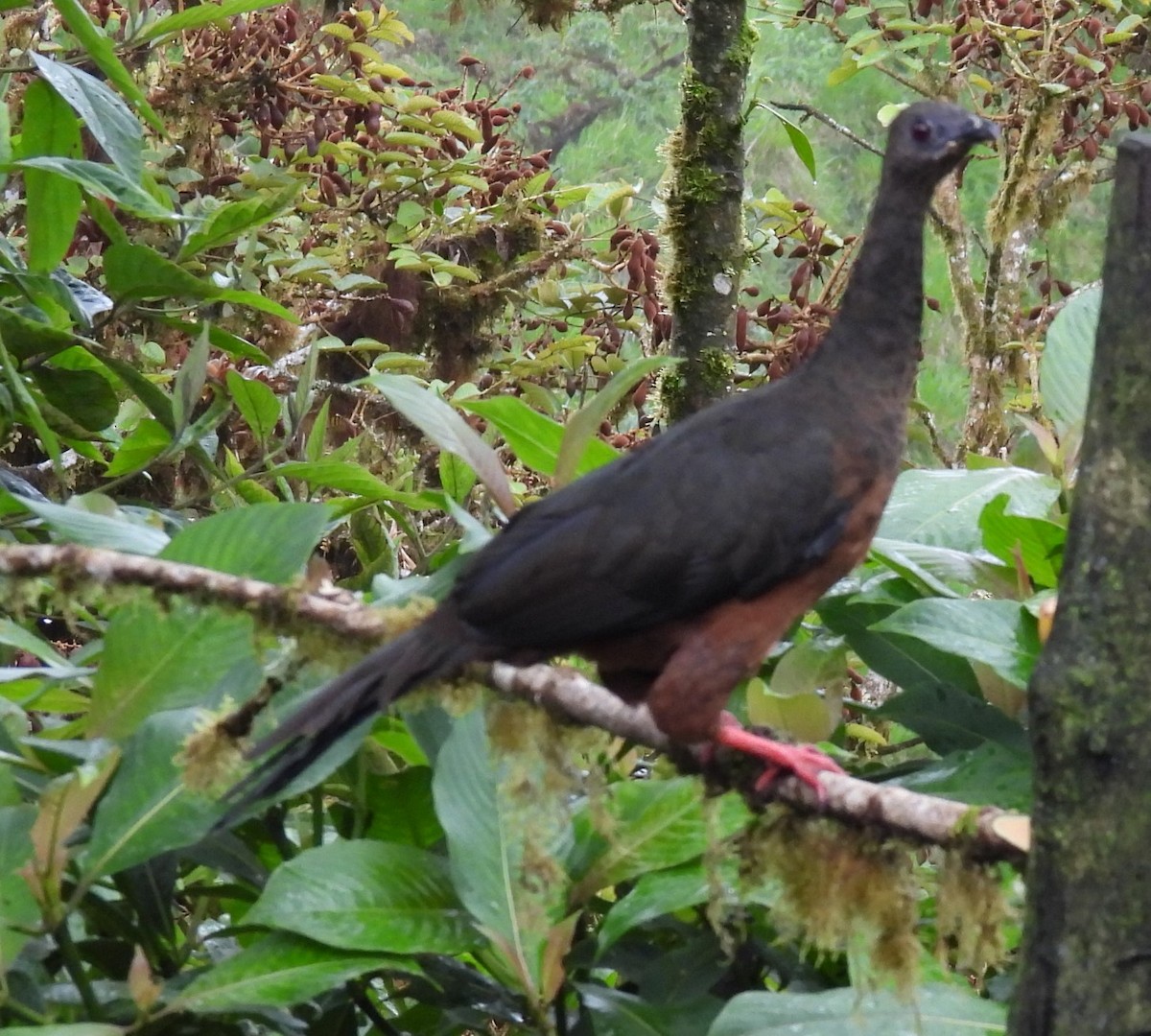 Sickle-winged Guan - ML620986465