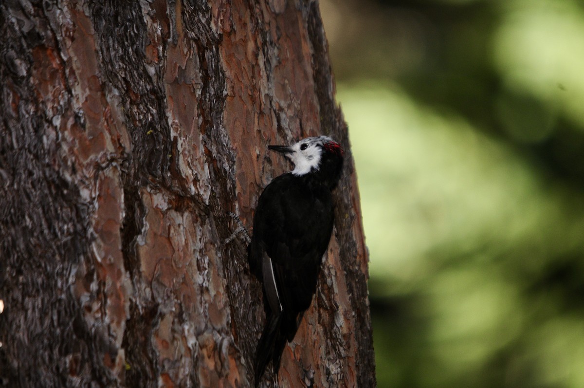 White-headed Woodpecker - ML620986473