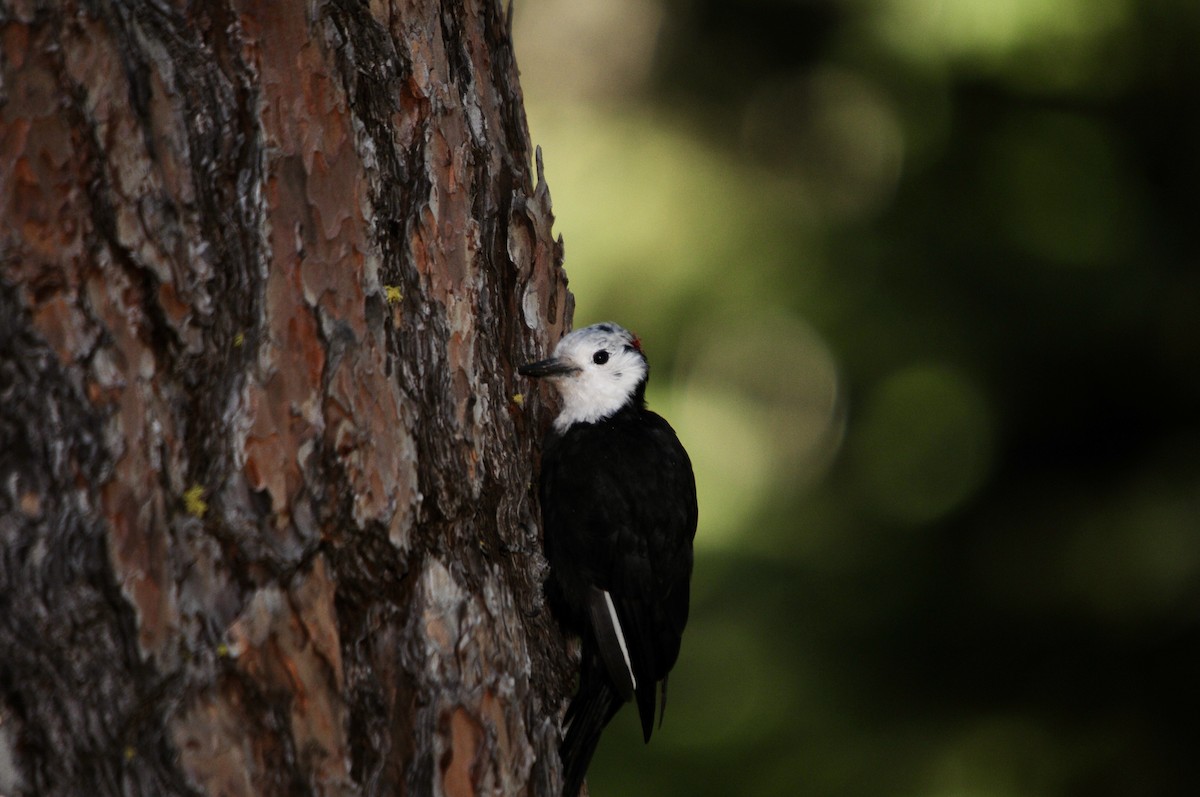 White-headed Woodpecker - ML620986475