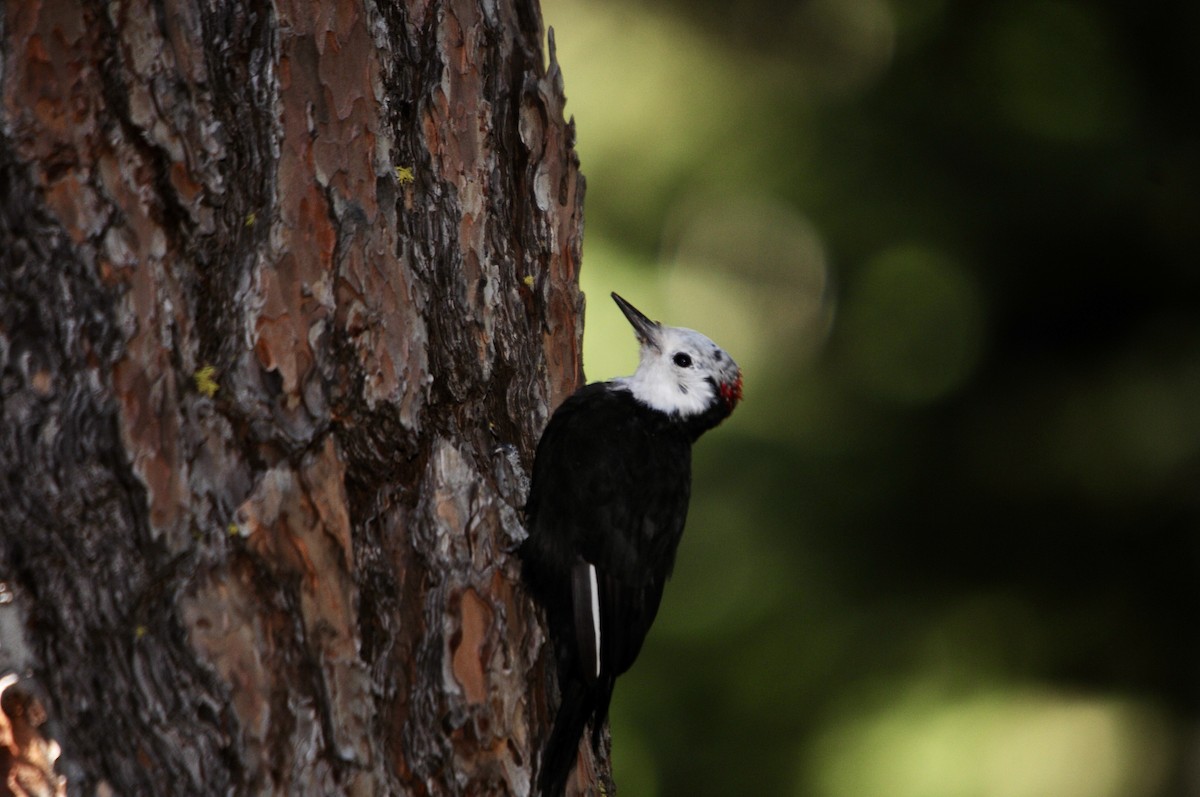 White-headed Woodpecker - ML620986476