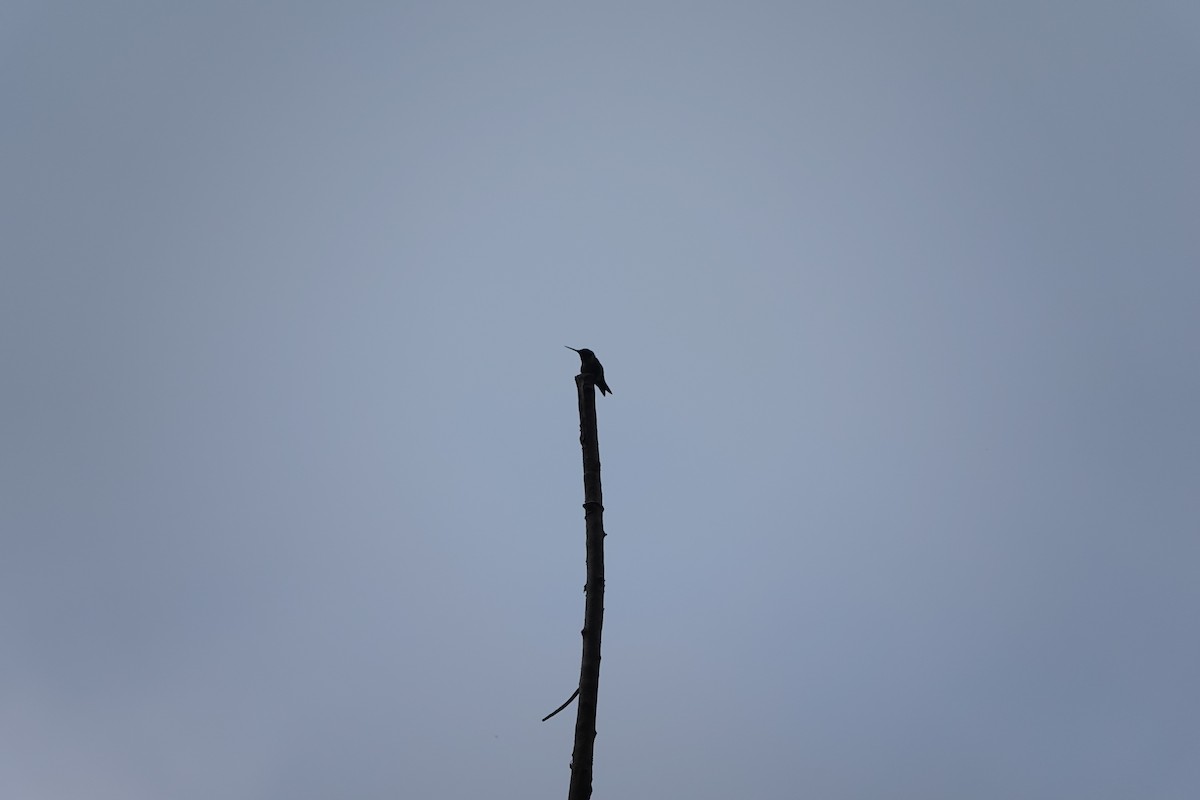 Yakut Boğazlı Kolibri - ML620986478