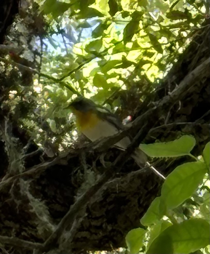 Northern/Tropical Parula - Henry Robertson