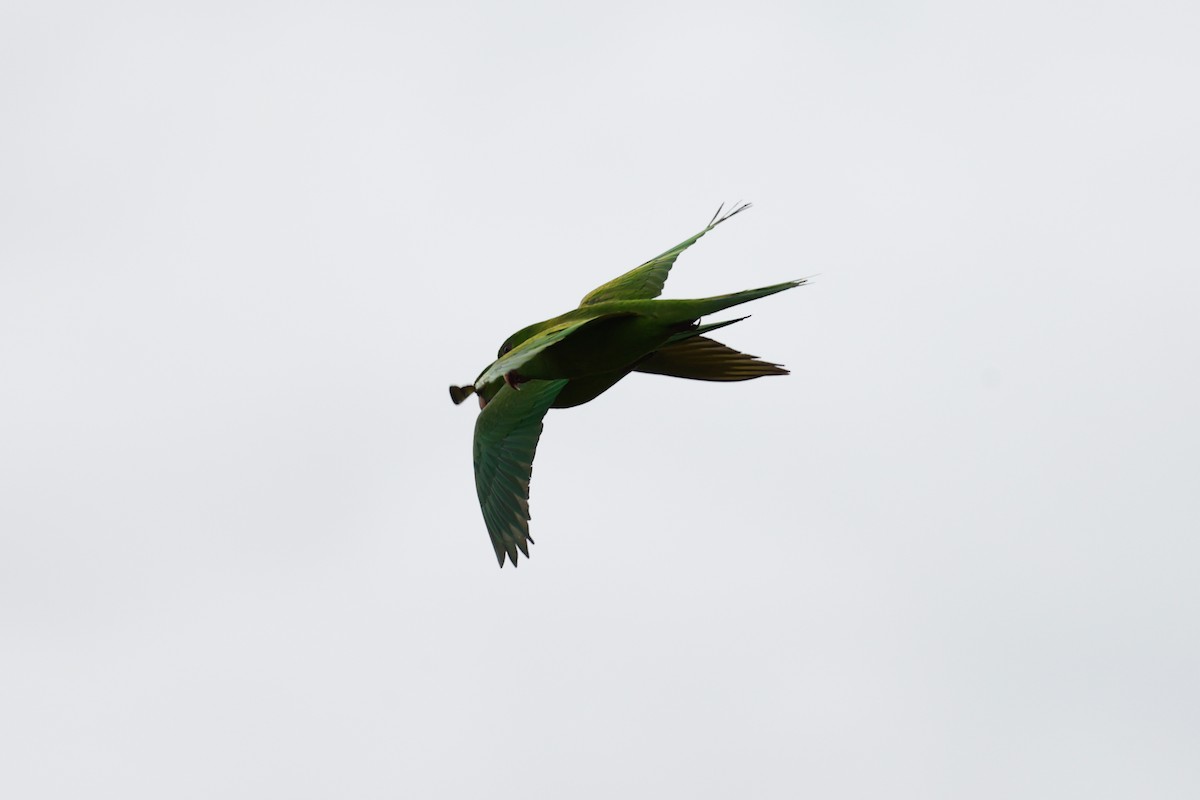 Meksika Yeşil Papağanı - ML620986488