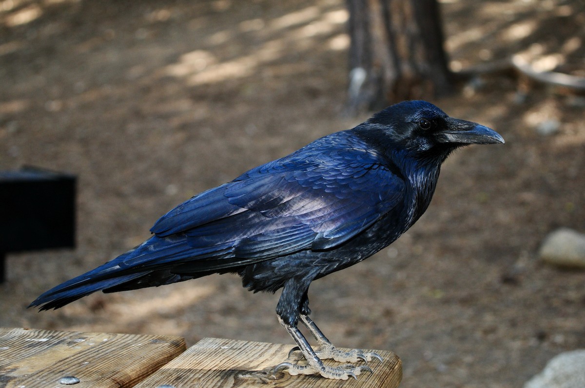 Common Raven - ML620986528