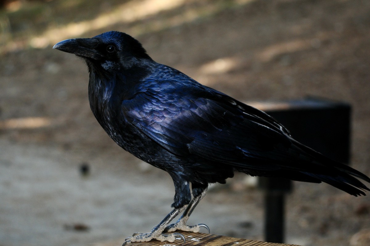 Common Raven - ML620986529