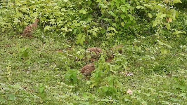 Gray Francolin - ML620986554