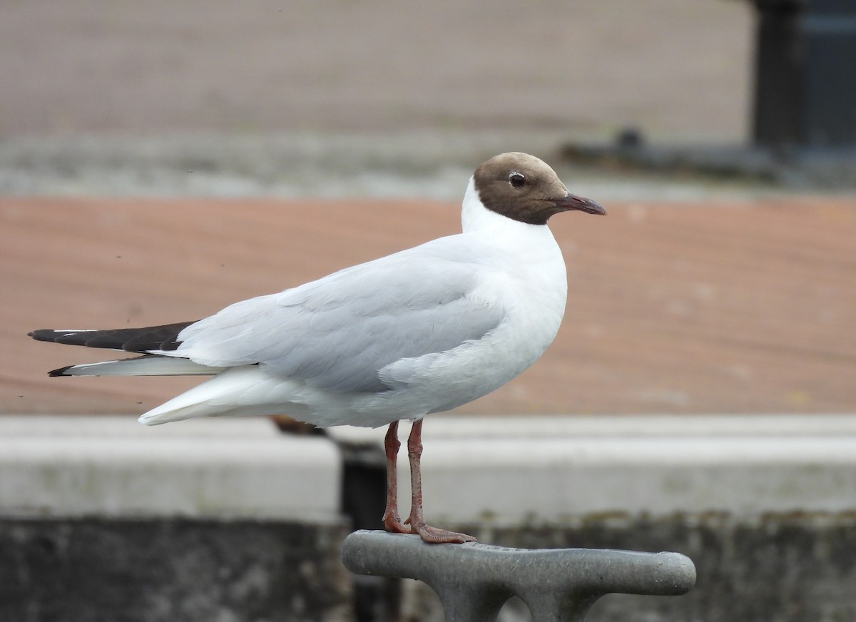 Mouette rieuse - ML620986588