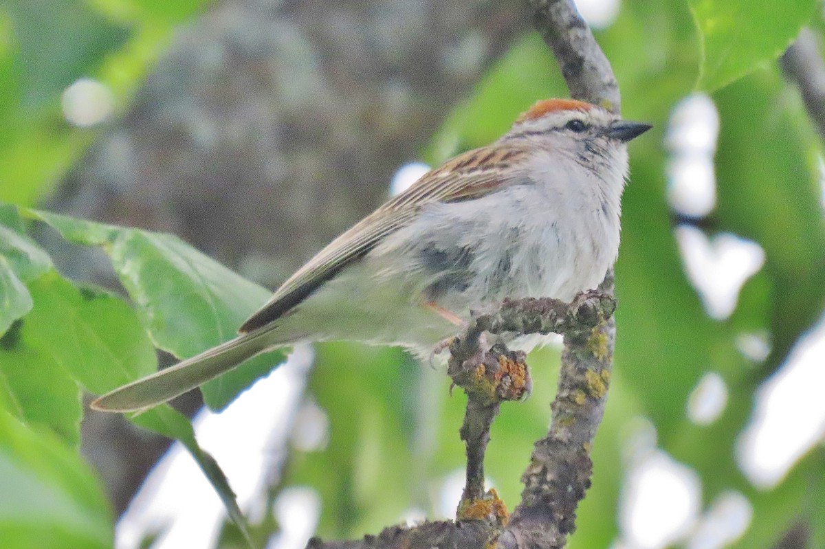 Chipping Sparrow - ML620986629