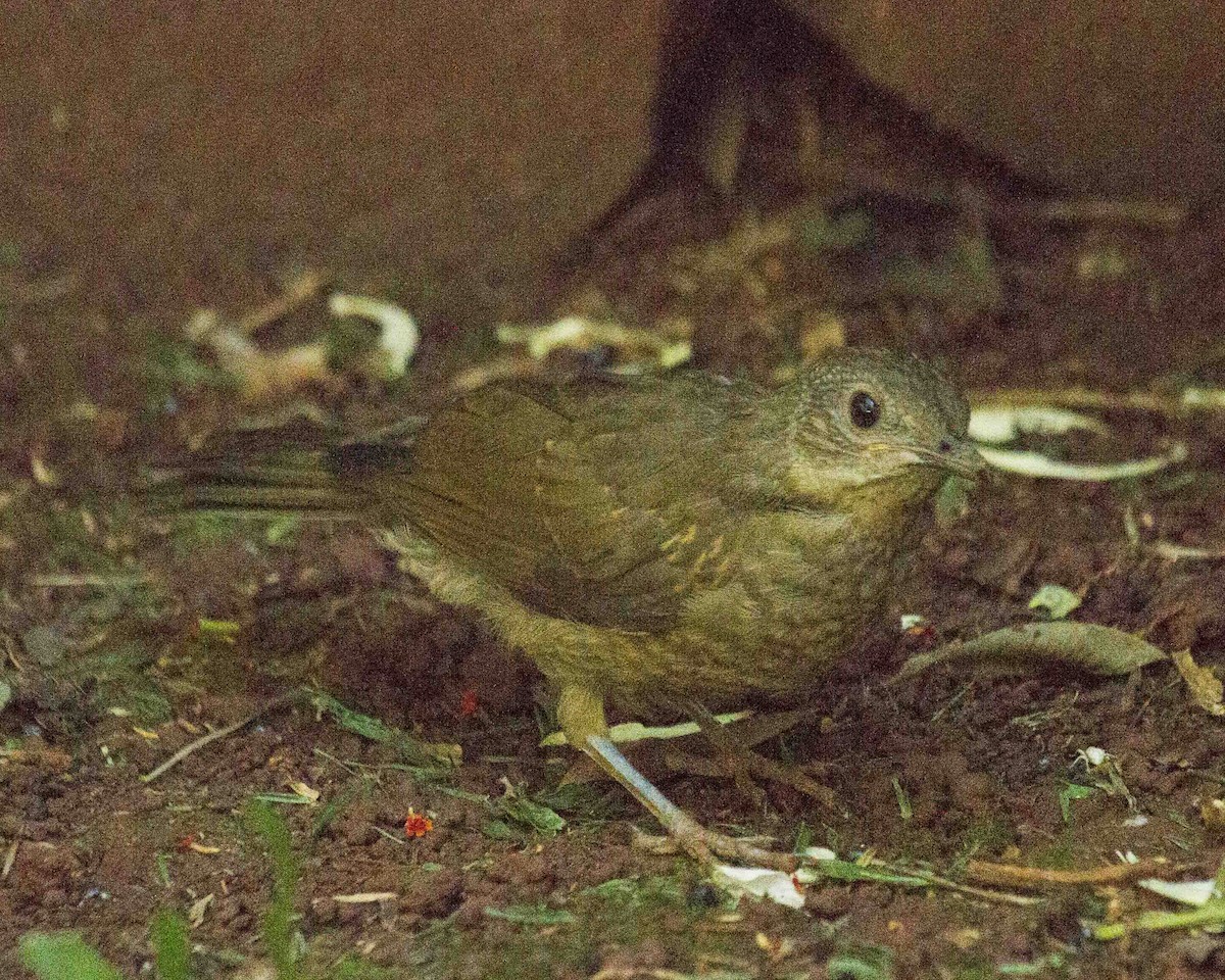 Pale-breasted Thrush - ML620986632