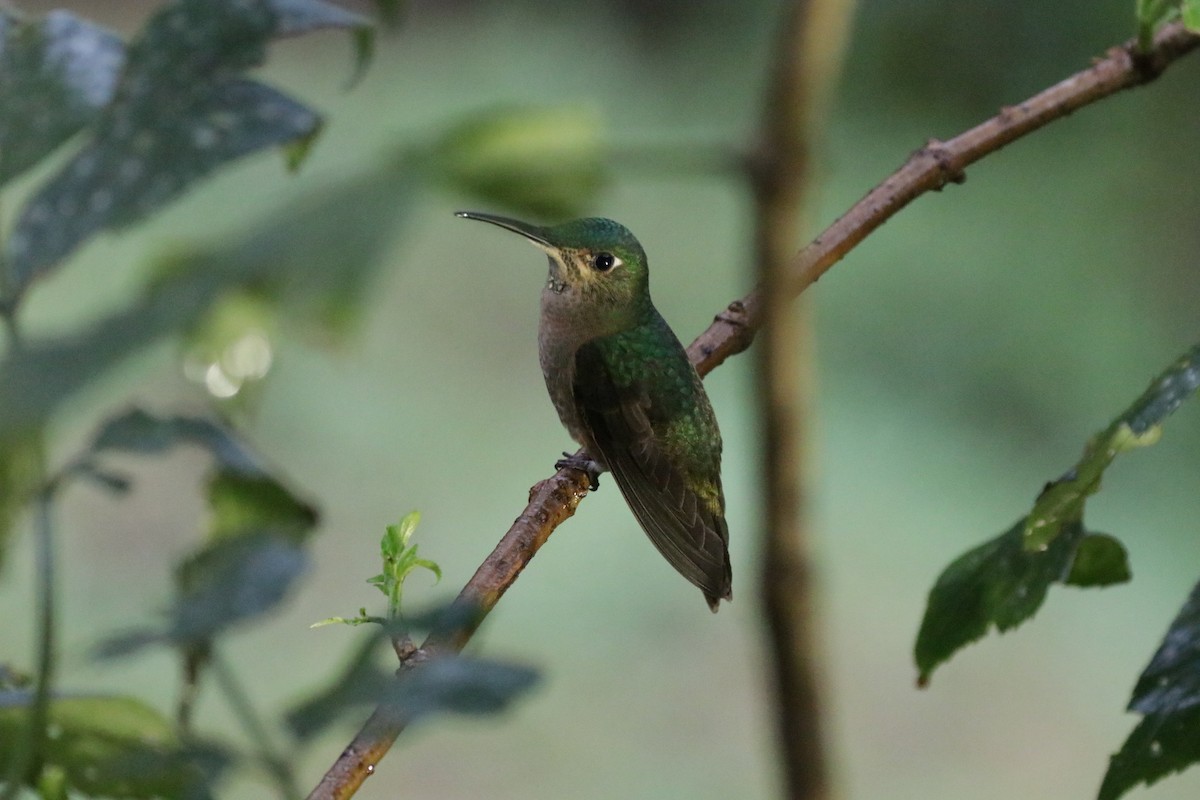 kolibřík hnědobřichý - ML620986651