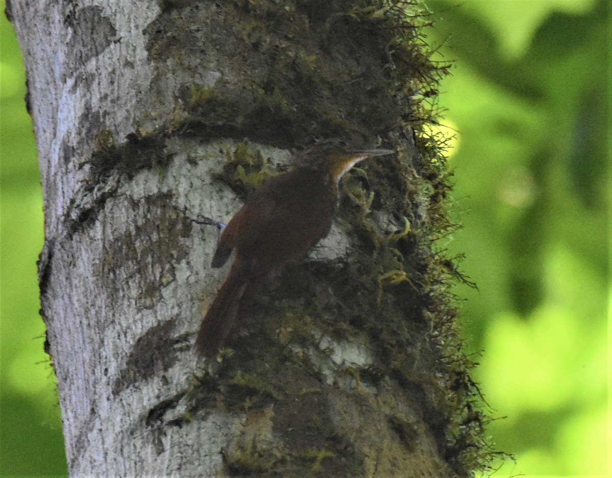 Spotted Woodcreeper - ML620986665