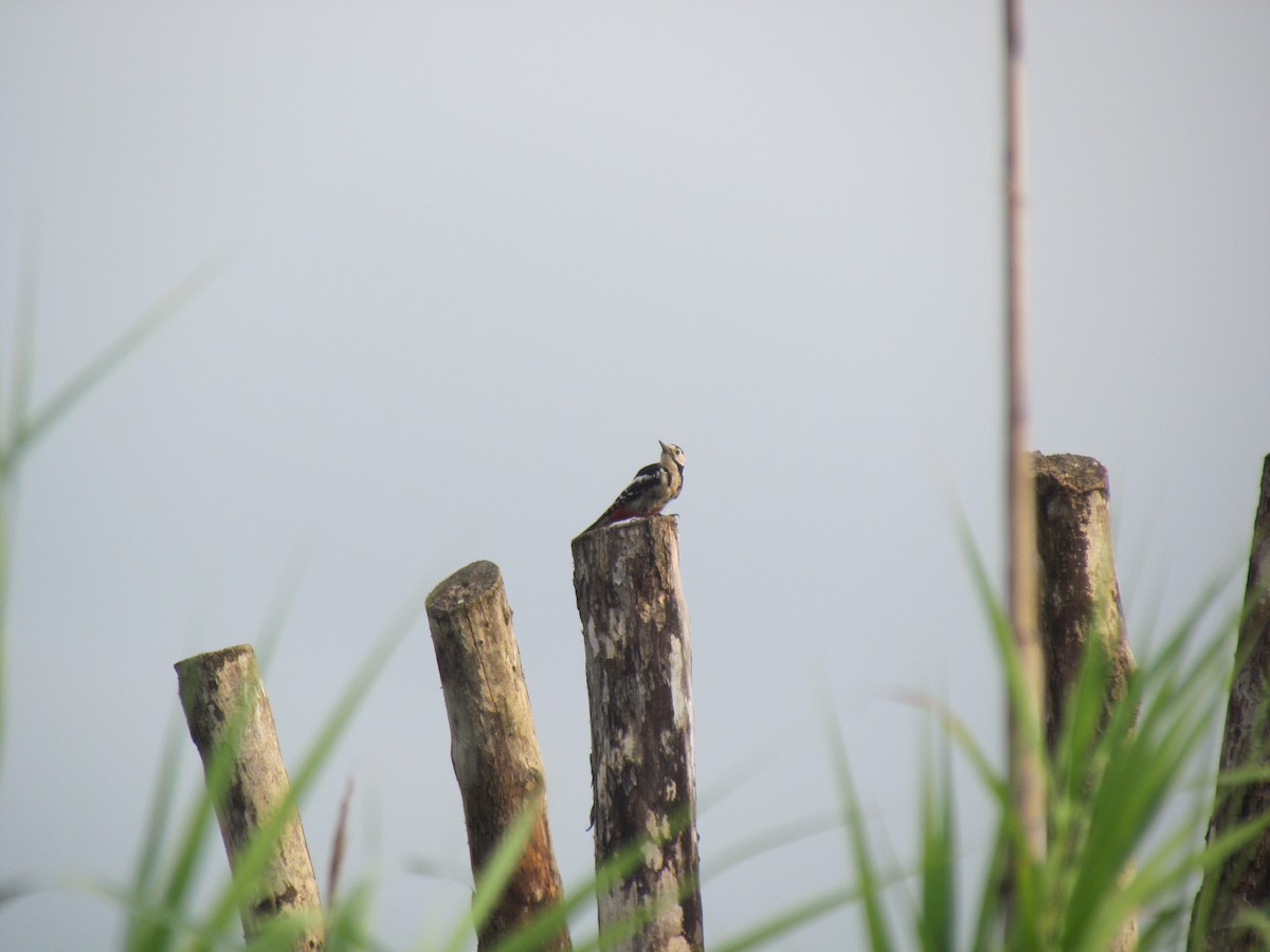 Gray-capped Pygmy Woodpecker - ML620986713