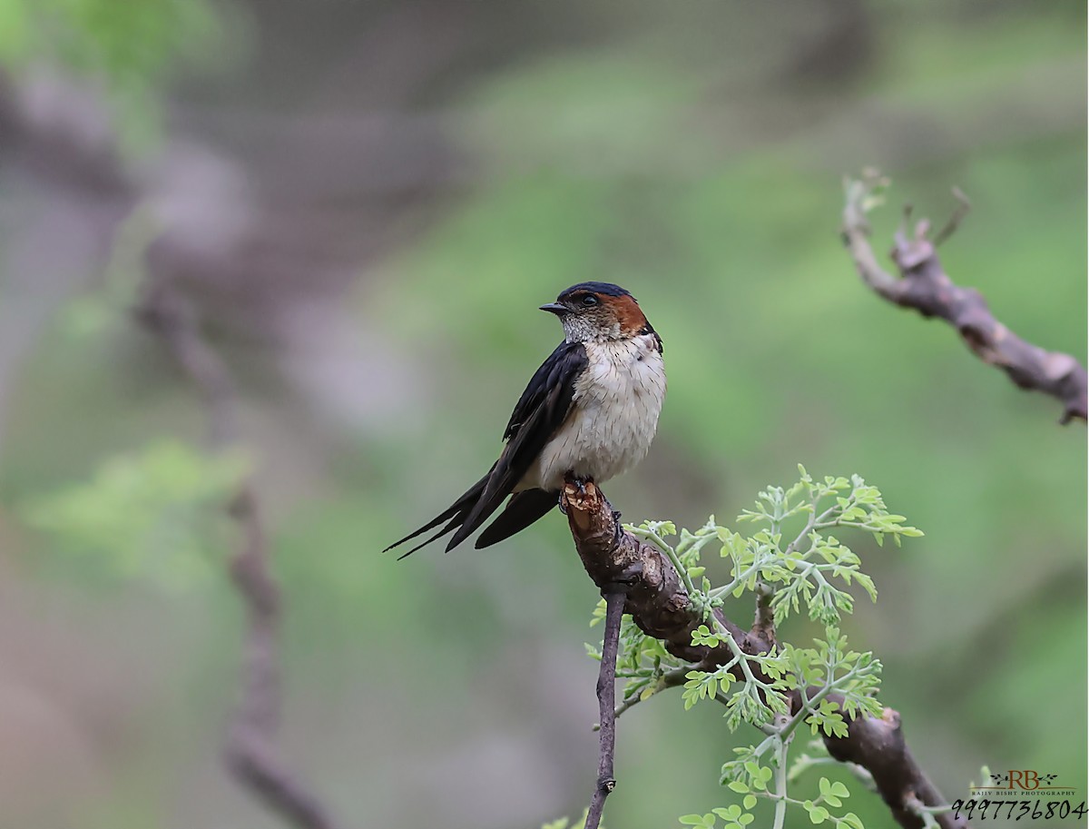 Red-rumped Swallow - ML620986716
