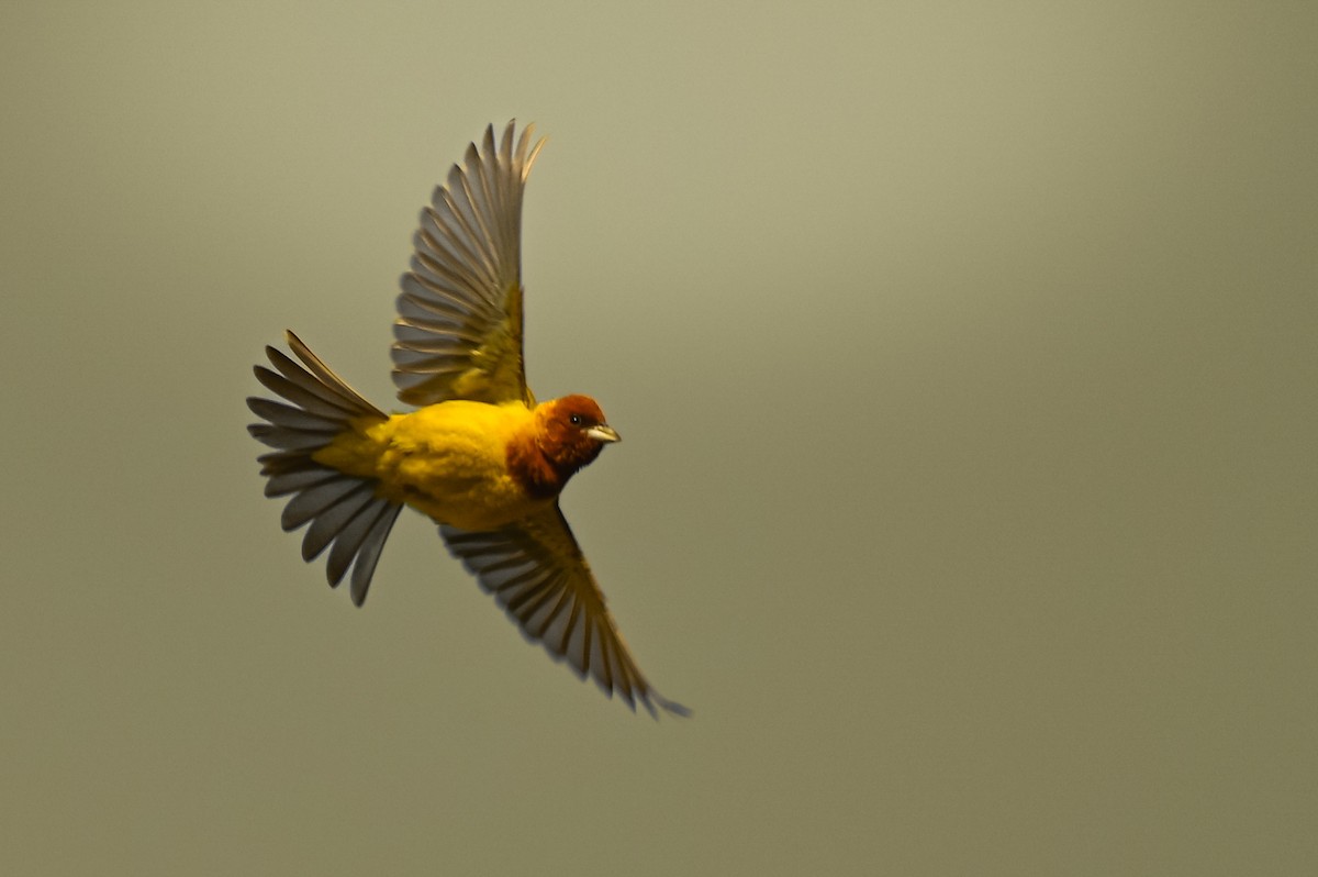 Red-headed Bunting - ML620986718